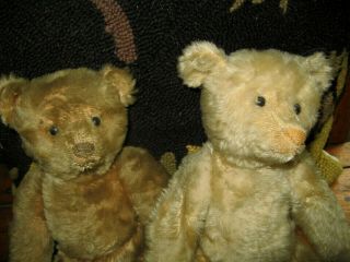 Antique Steiff Teddy Bears Friends over 100 Years WOW 2