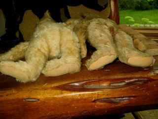 Antique Steiff Teddy Bears Friends over 100 Years WOW 7