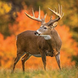 Non - Resident Iowa Deer Tag 2019 - 2020