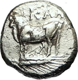 Kalchedon In Bithynia Authentic Ancient 340bc Silver Greek Coin W Bull I76085