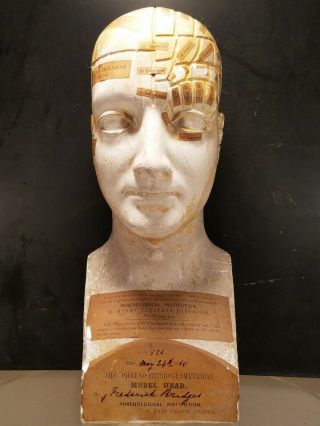 Antique Phrenology Bust Head 1865 Plaster England Made By Frederick Bridges