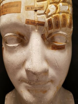 Antique Phrenology Bust Head 1865 Plaster England Made By Frederick Bridges 5