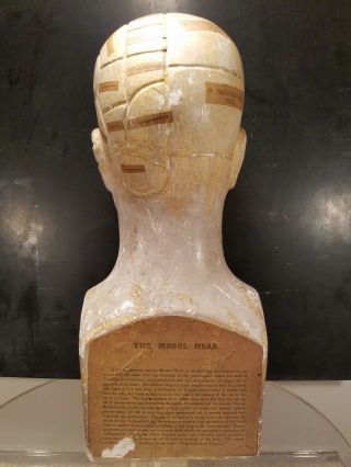 Antique Phrenology Bust Head 1865 Plaster England Made By Frederick Bridges 7