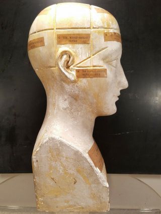 Antique Phrenology Bust Head 1865 Plaster England Made By Frederick Bridges 9