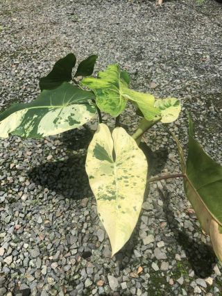 Philodendron Islemanii Variegata Rare Aroid