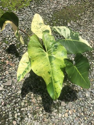 Philodendron islemanii variegata Rare Aroid 2