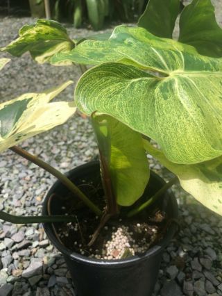 Philodendron islemanii variegata Rare Aroid 3