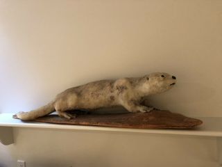 Vintage Taxidermy Otter Great Cottage Or Cabin Decor