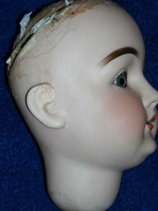 ANTIQUE KESTNER 146 BISQUE DOLL HEAD ONLY 6.  5 inches tall 12 inch circumference 6