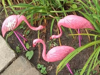 Vintage Concrete Flamingos