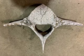 Whale Vertebrae 21 X 13 X 7 Fossil Rare Vintage Bone