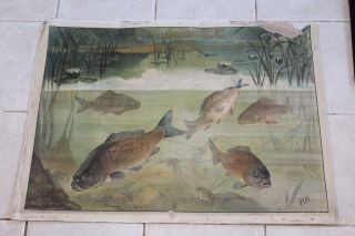 Vintage Zoological Pull Down School Chart Of Carp,  Fish.  Litography
