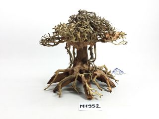 Aqua Driftwood Bonsai Ancient Moss Tree Freshwater Made In Vietnam - M1952