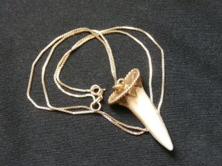 Vintage 14k Yellow Gold Shark Tooth Pendant Necklace Habana Handmade 970