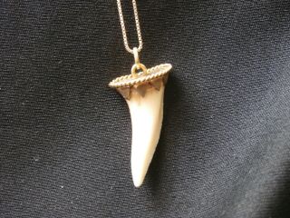 Vintage 14K Yellow Gold Shark Tooth Pendant necklace Habana handmade 970 2