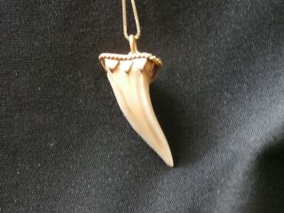 Vintage 14K Yellow Gold Shark Tooth Pendant necklace Habana handmade 970 4