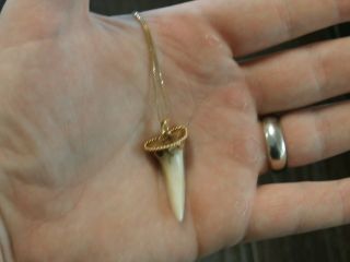 Vintage 14K Yellow Gold Shark Tooth Pendant necklace Habana handmade 970 7
