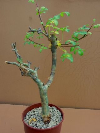 Commiphora gileadensis - Succulent - Caudex - Rare - Oman - Import 4