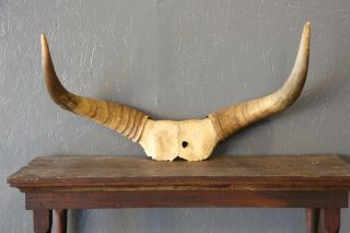 Vintage Taxidermy Sheep Rams Horn Antelope Antlers Partial Skull Mount Antique