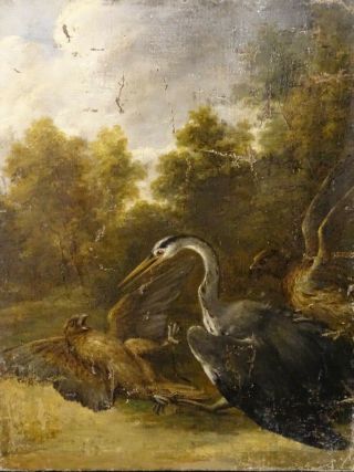 18th Century English School Heron And Hawks Fighting In A Woodland Birds Of Prey
