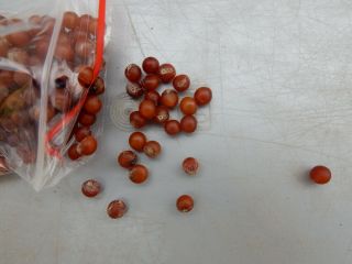 Dracaena cinnabari 100 seeds - Succulent - Caudex - Rare - Socotra 2