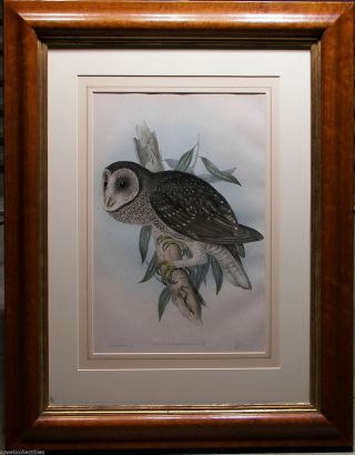 John Gould Birds Of Australia 1840s Rare Lithograph Large Sooty Owl