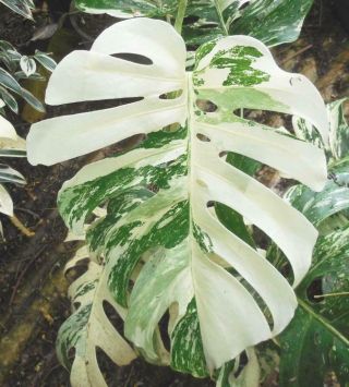 Rare White Albino Variegated Monstera Deliciosa,  Swiss Cheese Actual Plant 21 