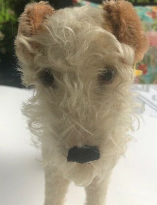 Vintage Steiff Large Wire Hair Fox Terrier With Ear Button Tag - Germany