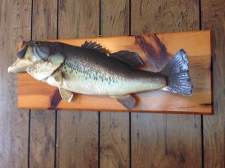 Vintage Taxidermy Large Wide Mouth Bass 1975 Fish W/ Mount Wood Fishing Mounted