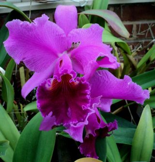 Rare Orchids - C Bonanza 