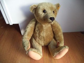Vintage Steiff Teddy Bear W.  Germany 0155/42 15 " Tag In Ear - Growler