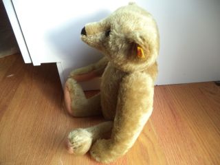 Vintage STEIFF Teddy Bear W.  Germany 0155/42 15 