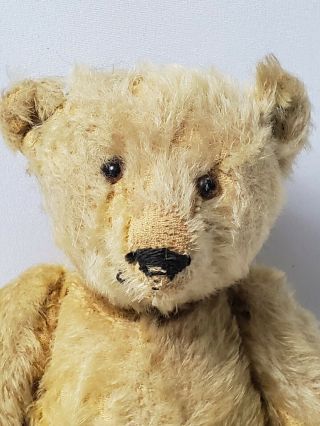 Rare Early Antique Steiff Teddy Bear early 1900s 2