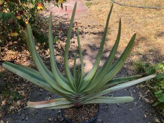 Very Rare Variegated Aloe Plicatilis - One Gallon Pot