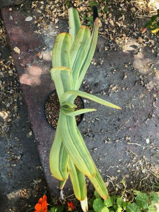 Very Rare Variegated Aloe plicatilis - One Gallon Pot 2