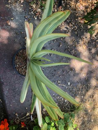 Very Rare Variegated Aloe plicatilis - One Gallon Pot 3
