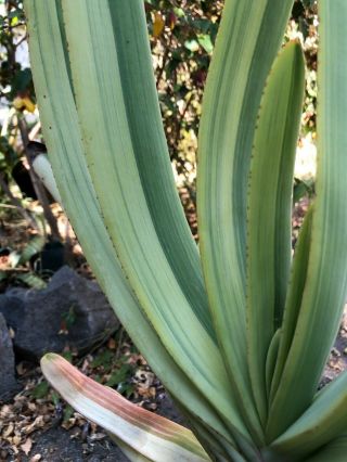 Very Rare Variegated Aloe plicatilis - One Gallon Pot 4