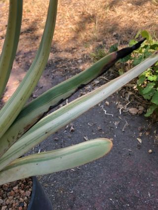 Very Rare Variegated Aloe plicatilis - One Gallon Pot 8