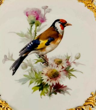 Rare Large Antique meissen porcelain Rococo Heavy Gold Gilded Bird 10
