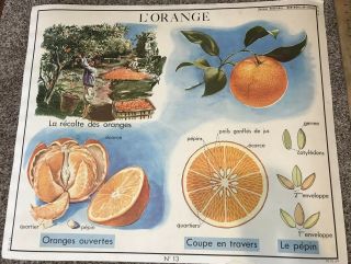 Rare Vintage French School Chart Poster Oranges Botanical Animal Furs Wall Art