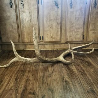 Heavy Brown Elk Shed 7 Point Antler Moose Deer Log Cabin Decor Vintage Decor