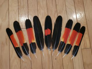 RARE Red Tail Black Cockatoo Tail Feathers MALE 2