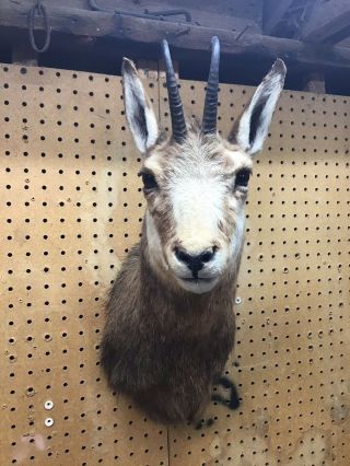 Vintage Taxidermy Chamis