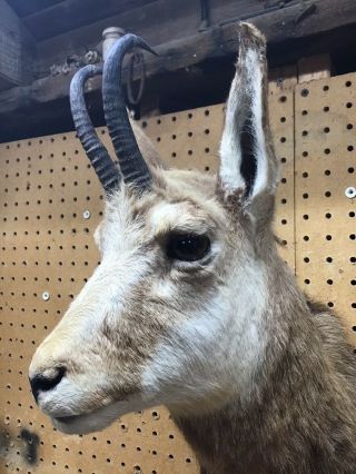 Vintage Taxidermy Chamis 2