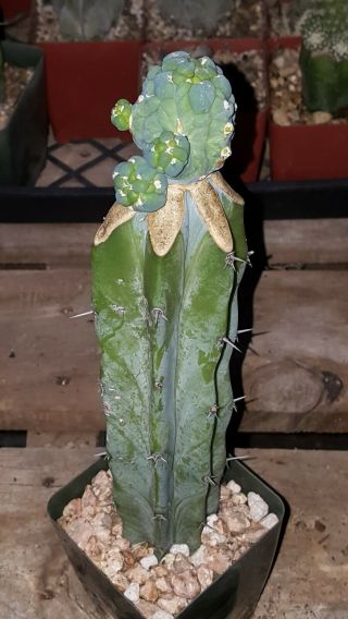 Myrtillocactus Geometrizans " Glorp " First Release Rare Monstrose Cactus