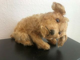 Rare Antique Mohair Vintage Steiff Dog Around 1930s Button In Ear
