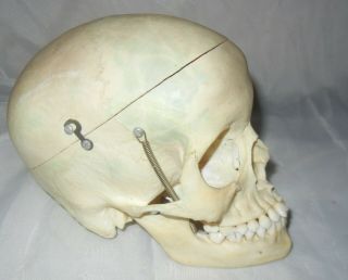 Vintage Skull For Dental Or Medical Training