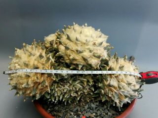 Ariocarpus furfuraceus,  Huge RARE.  ต้นกระบองเพชร 仙人掌 サボテン 선인장 kaktee 3
