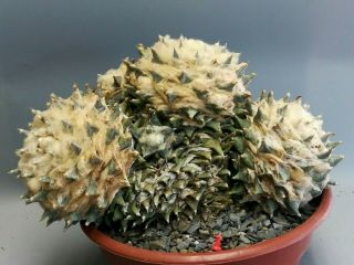 Ariocarpus furfuraceus,  Huge RARE.  ต้นกระบองเพชร 仙人掌 サボテン 선인장 kaktee 6