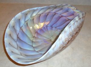 Rare Large Vintage Murano Opalescent Sea Shell,  Scalloped,  16 Inches Long